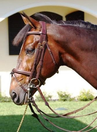 Double Bridle with Flash