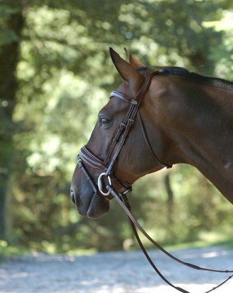 Brown Dressage Bridle