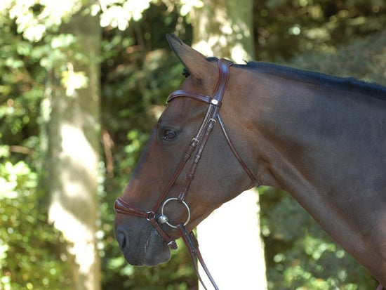 Drop Noseband Bridle