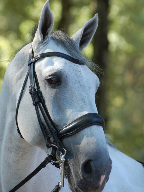 Dressage Double Bridle