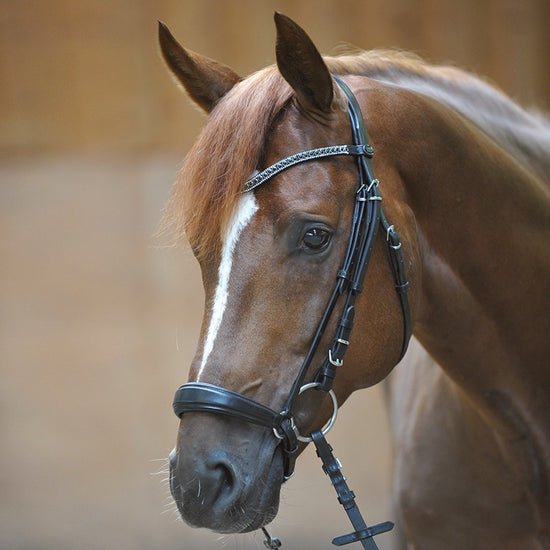 Drop noseband Bridle