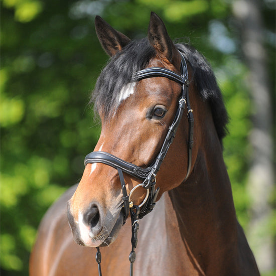 Anatomic Dressage bridle