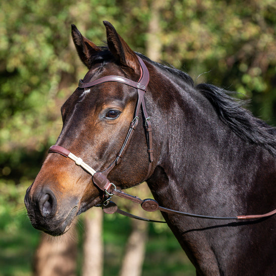 Bitless bridle