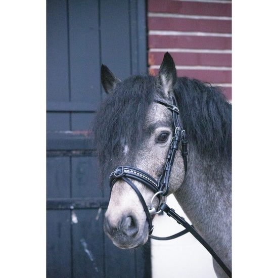 pony bridle