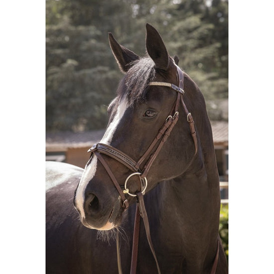 harmonie bridle