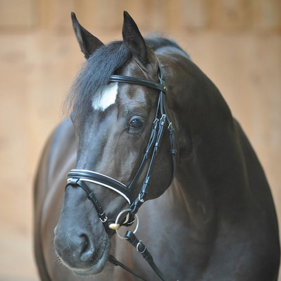 Bridle Quintin